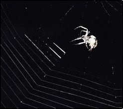 �齫��ţ��ô����ǧ��Ƶ��ϰ��ƽ���������ʱ���������ع�(ͼ)...